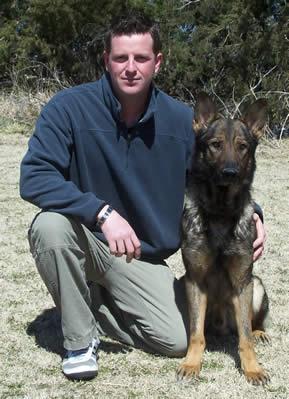 German Shepherd Dog Level 3 Protection Dog For Sale
