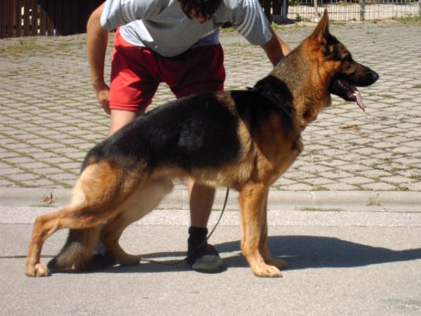 Germany Import German Shepherd Solid Black Male Personal Protection Dog For Sale