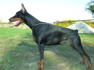German  Dobermann Level 2 Protection Dog For Sale