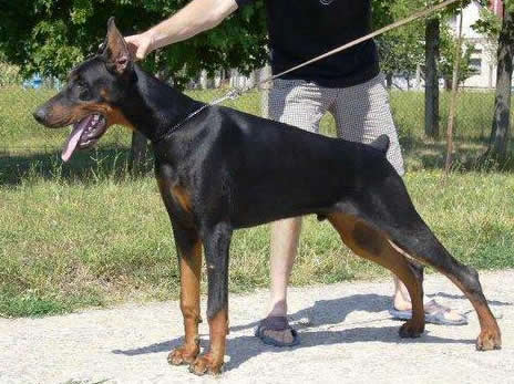 German Shepherd Dog Level 3 Protection Dog For Sale