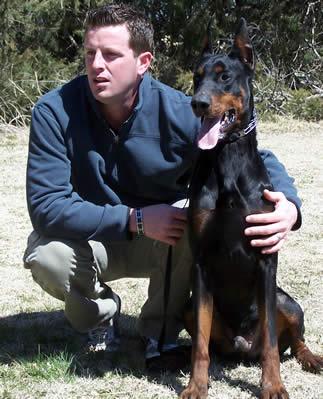 German Shepherd Dog Level 3 Protection Dog For Sale