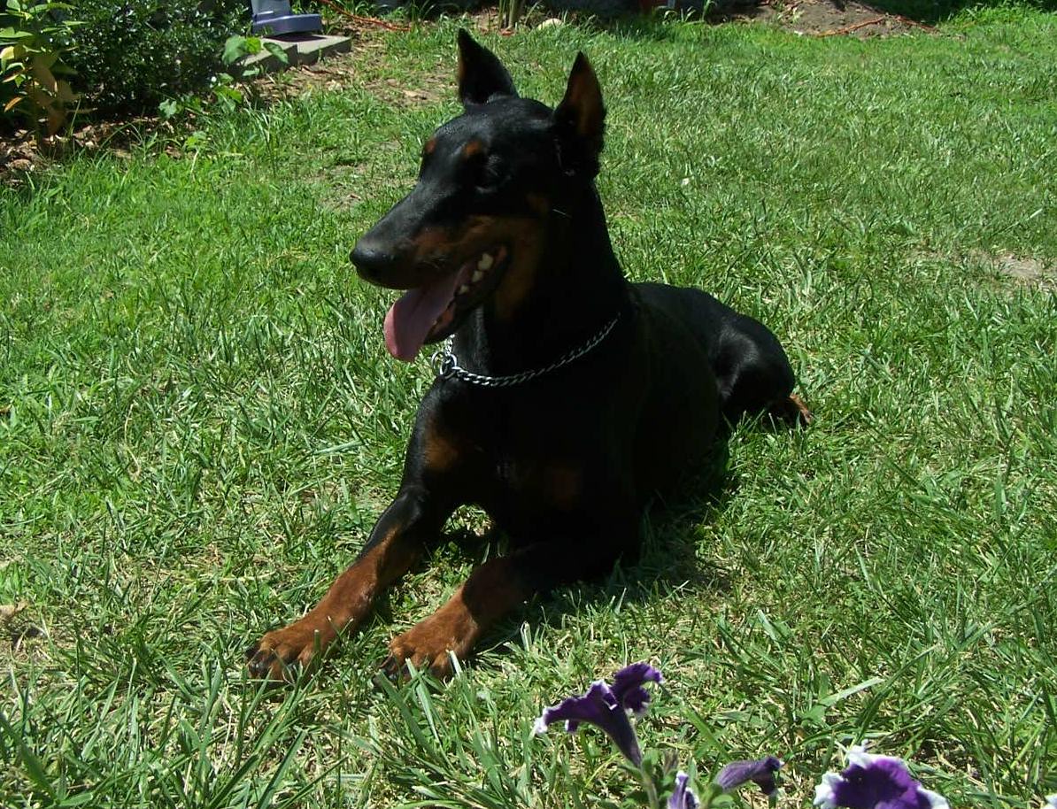 German Shepherd Dog Level 3 Protection Dog For Sale