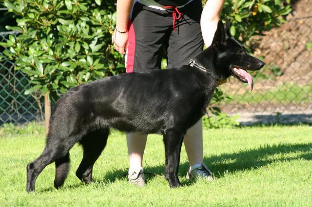 Germany Import German Shepherd Solid Black Male Personal Protection Dog For Sale