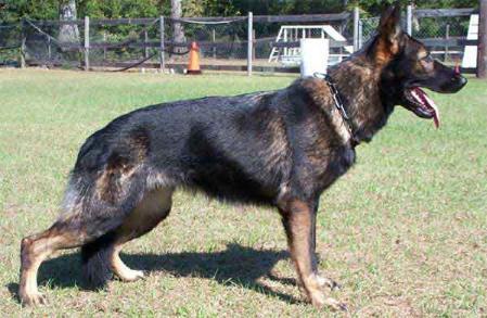 German Shepherd Dog Level 3 Protection Dog For Sale