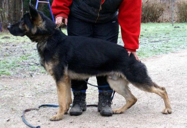 German Shepherd Dog Level 3 Protection Dog For Sale
