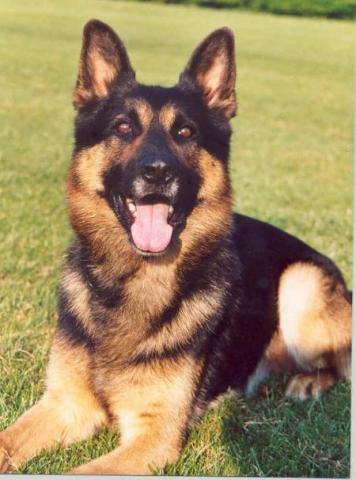 German Shepherd Dog Level 3 Protection Dog For Sale