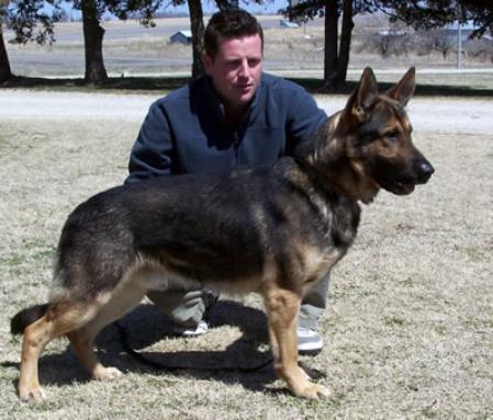 German Shepherd Dog Level 3 Protection Dog For Sale