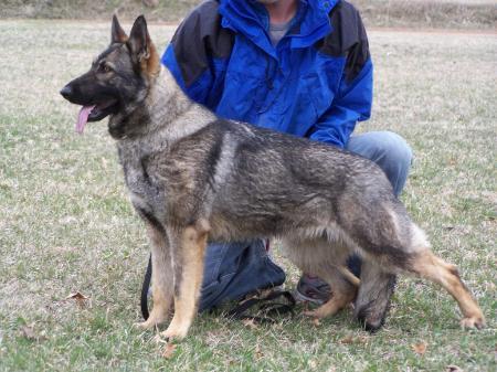 German Shepherd Dog Level 3 Protection Dog For Sale