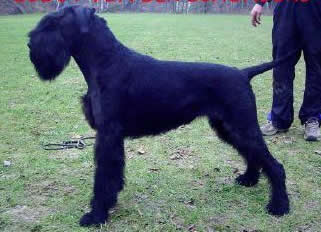 German Shepherd Dog Level 3 Protection Dog For Sale