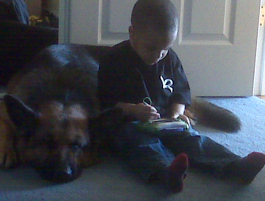 German Shepherd Dog Level 3 Protection Dog For Sale