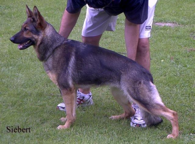 German Shepherd Dog Level 3 Protection Dog For Sale