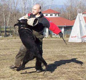 German Shepherd Dog Level 3 Protection Dog For Sale