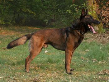 Boss | Belgian Malinois | Police K9