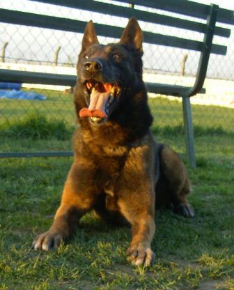Boss | Belgian Malinois | Police K9