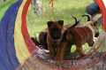 Belgian Malinois | Import Puppies For Sale