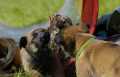 Belgian Malinois | Import Puppies For Sale