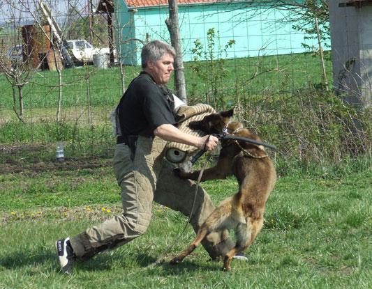 Boss | Belgian Malinois | Police K9