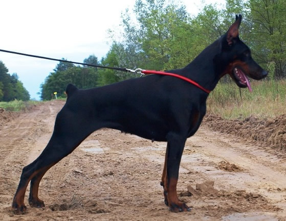 Erma - Personal Protection Dog - Dobermann - Import - For Sale