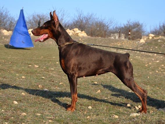 Fiji - Personal Protection Dog - Dobermann - Import - For Sale