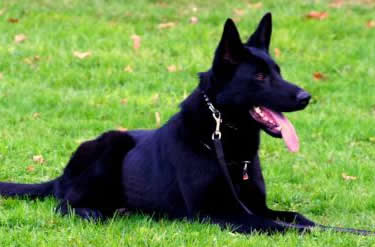 K9 Luna • Dual Purpose Police K9 • German Shepherd • For Sale