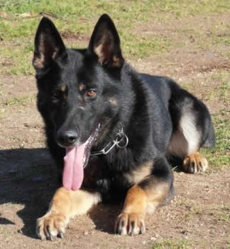 K9 Mack • Dual Purpose Police K9 • German Shepherd • For Sale