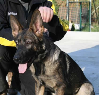 Zili • Family Protection Dog • German Shepherd • For Sale