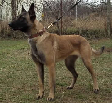 K9 Valeri • Single Purpose Police K9 • Belgian Malinois • For Sale