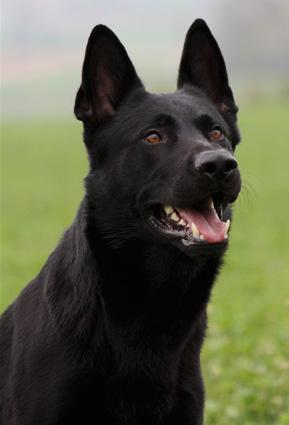 Gizmo • Personal Protection Dog For Sale • German Shepherd • For Sale