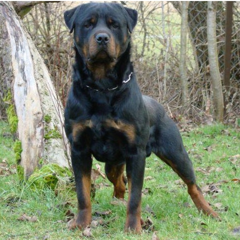 Import Rottweilers For Sale | Rottweiler Protection Dogs For Sale | Rottweiler Executive Protection Dogs For Sale | Germany Import Rottweilers For Sale | Rottweiler Protection Dog For Sale | Rottweiler Puppies For Sale