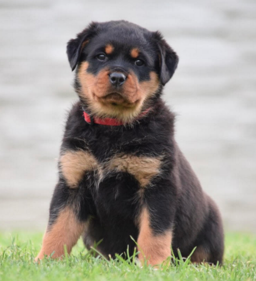 Import Rottweiler Personal Protection Dog For Sale • Import Rottweiler Puppies For Sale | German Rottweilers For Sale 