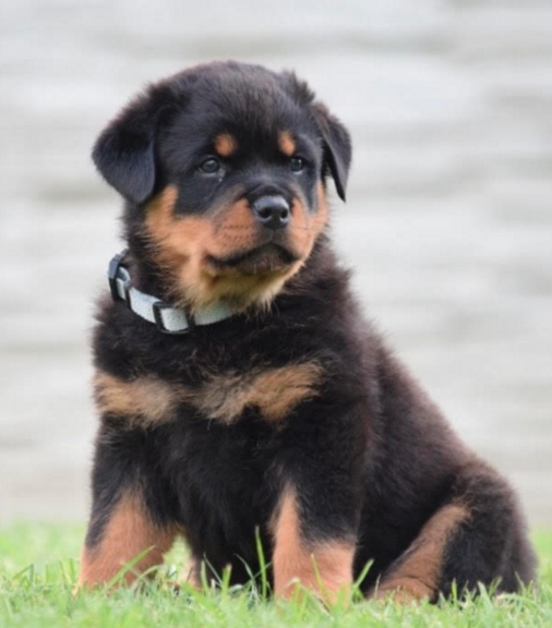 German Rottweiler Pup for sale