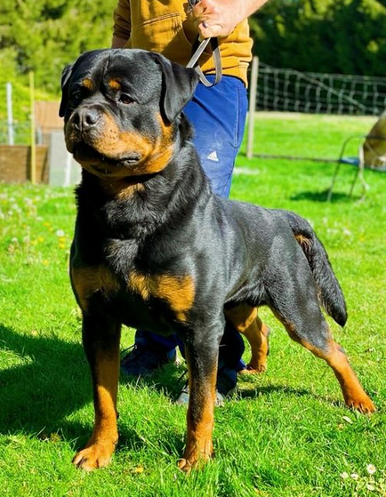 Kane Rottweiler Personal Protection Dog For Sale • Import Rottweiler Puppies For Sale | German Rottweilers For Sale 