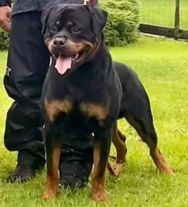Rottweiler Personal Protection Dog For Sale • Import Rottweiler Puppies For Sale | German Rottweilers For Sale 