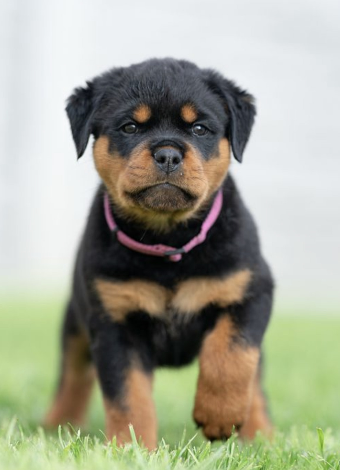 how much are german rottweiler puppies?