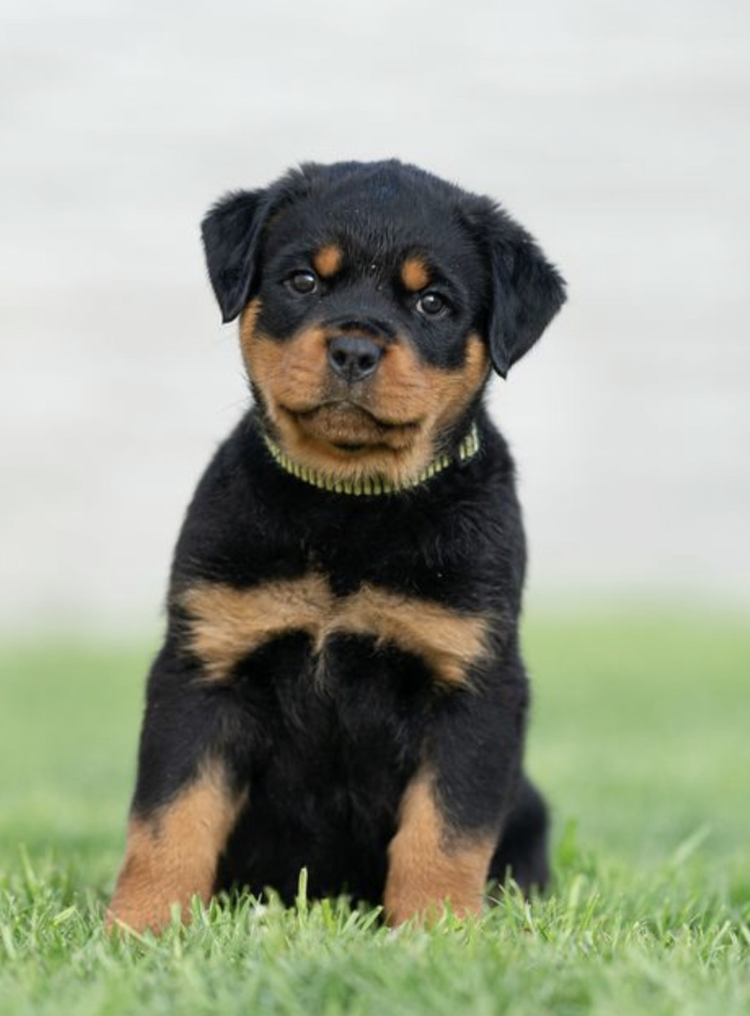 German Rottweiler Pup for sale