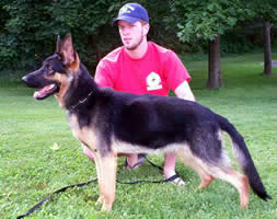 German Shepherd Dog Level 3 Protection Dog For Sale