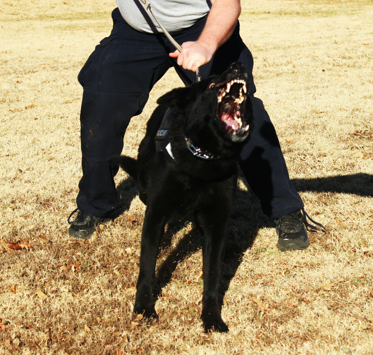 K9 Echo • Dual Purpose Police K9 • German Shepherd • For Sale