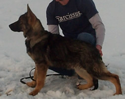 German Shepherd Dog Level 3 Protection Dog For Sale