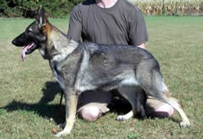 German Shepherd Dog Level 3 Protection Dog For Sale