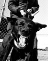 Level 2 Personal Protection Dog German Shepherd Dog