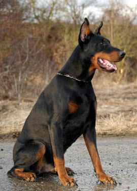 german pinscher dobermann doberman dogs fully protection trained breeds dog history pinschers