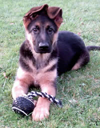 German Shepherd Dog puppy with ball