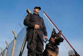 Security K9's For Sale and Guard Dogs For Sale from K9 Working Dogs International