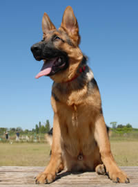 Young Protection Trained German Shepherd Dog Male