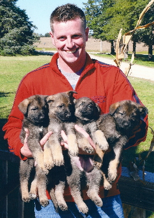 German Shepherd Puppies For Sale | Import GERMAN SHEPHERD PUPS FOR SALE - available For Sale to approved homes!!