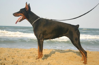 German Shepherd Dog Level 3 Protection Dog For Sale