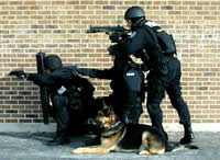 OFFICIALLY CERTIFIED POLICE K9'S FOR SALE